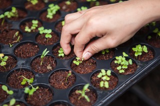 Planting Seeds